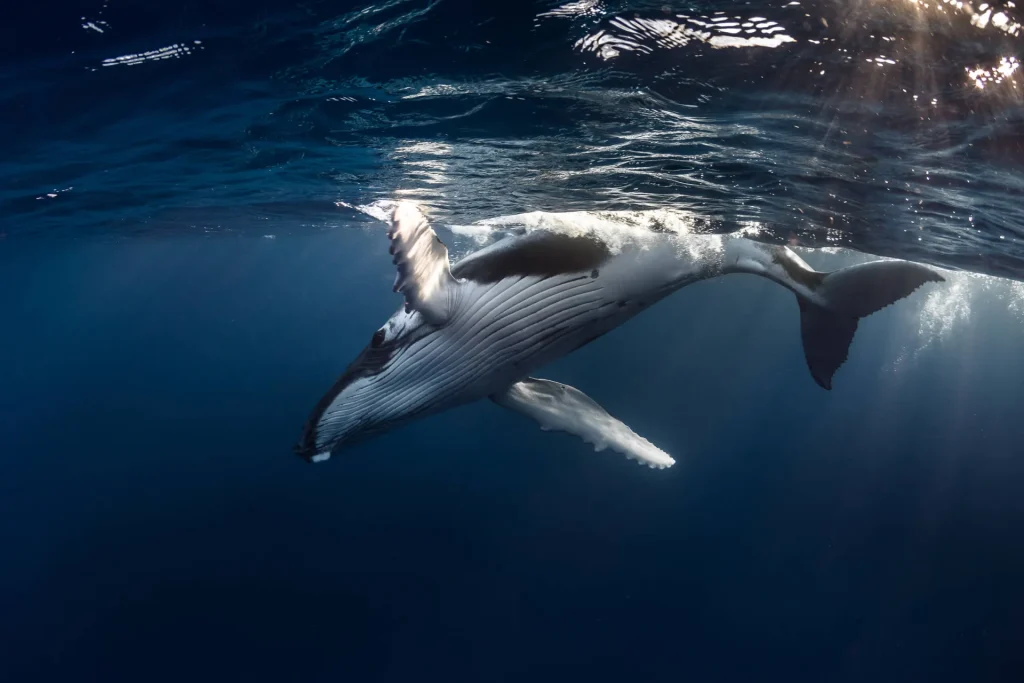Plongée avec une baleine © Grégory Lecoeur