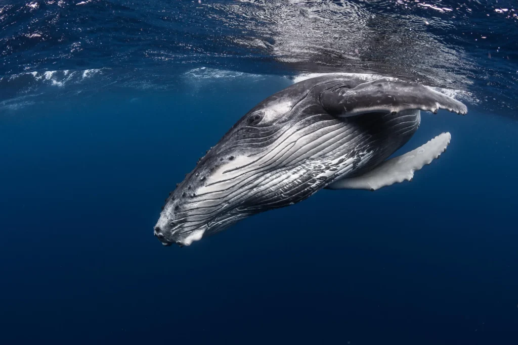Sublime spectacle d'une baleine © Grégory Lecoeur