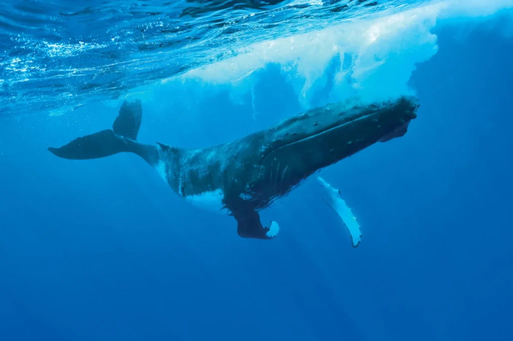 Une majestueuse baleine © Grégoire Le Bacon