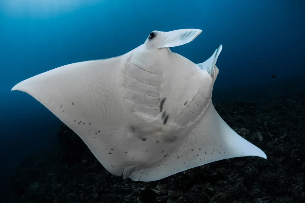 Une raie manta © Grégory Lecoeur