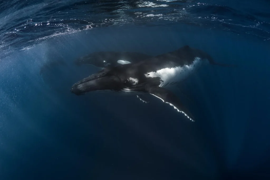 Vue sur des baleines © Grégory Lecoeur