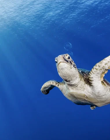 Plongée à Tahiti