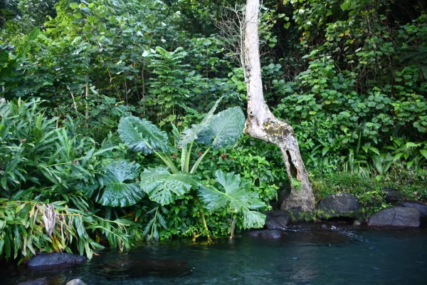 Tour de l’île de Tahiti – Les spots à voir