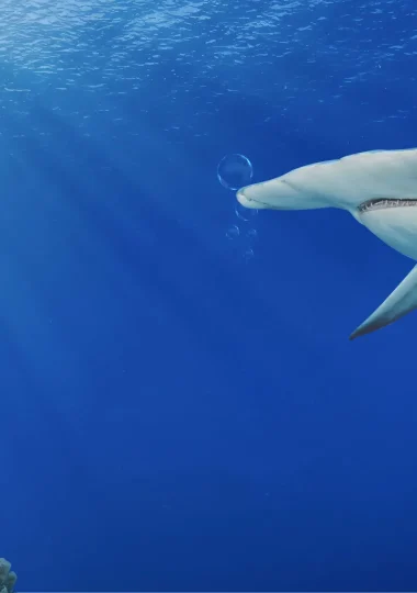 Activités Nautiques à Tahiti et ses îles
