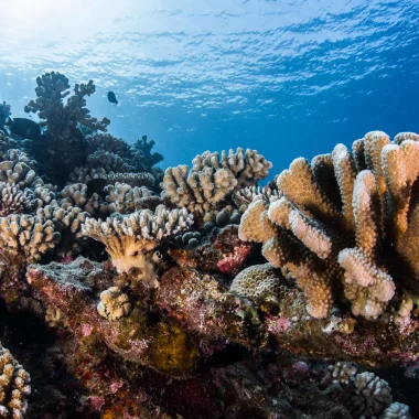 Le corail à  Tahiti Et Ses Îles