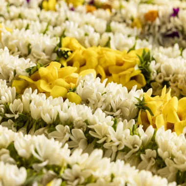 La faune et la flore de Tahiti