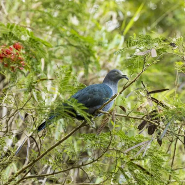 Les efforts pour préserver les espèces menacées de Tahiti