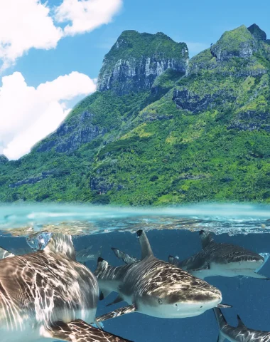 Plongée à Bora Bora