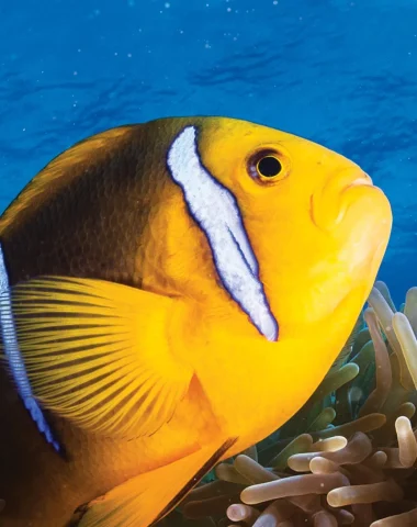 Plongée à Huahine