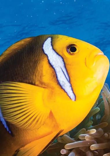 Activités à Huahine