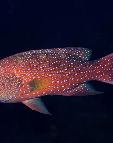 Plongée à Raiatea